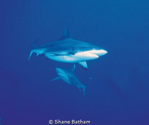 Feeding time, grey reef shark and silver tip by Shane Batham 
